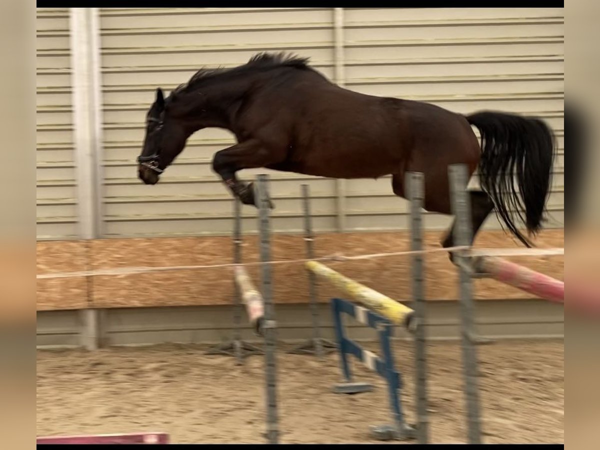 Polnisches Warmblut Stute 6 Jahre 165 cm Schwarzbrauner in MosinaMosina