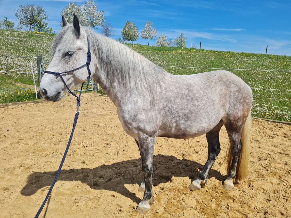 Polnisches Warmblut Stute 7 Jahre 155 cm Apfelschimmel in Marxheim