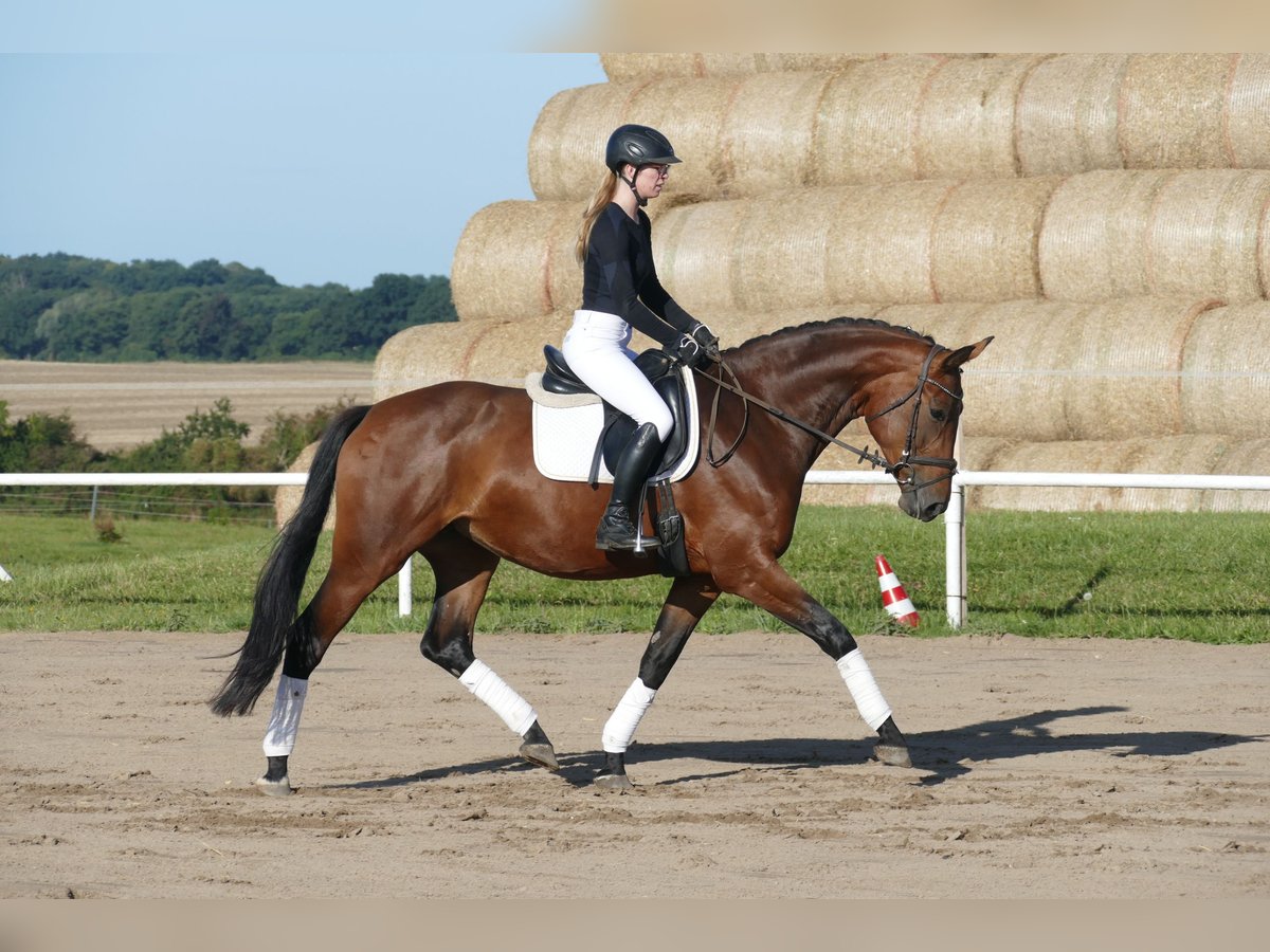 Polnisches Warmblut Stute 7 Jahre 168 cm Brauner in Ganschow
