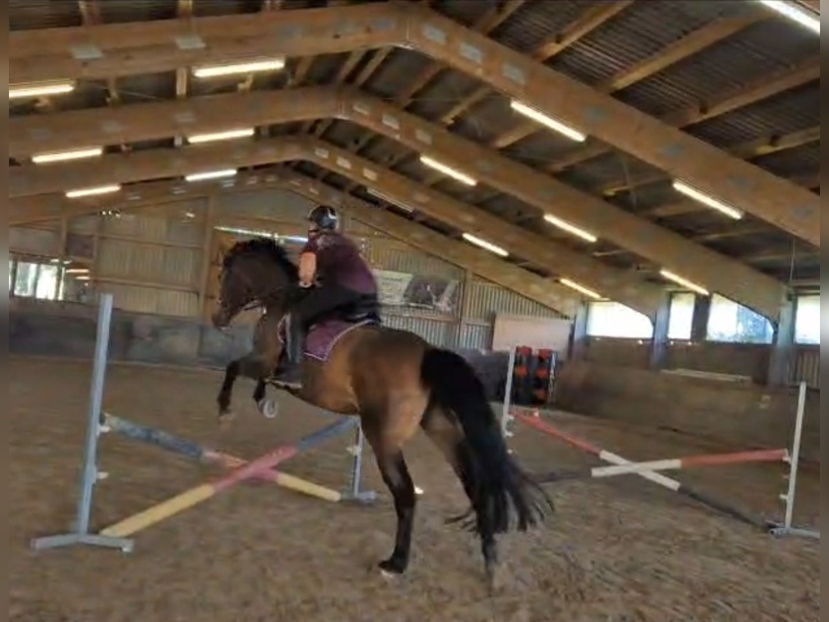 Polnisches Warmblut Stute 7 Jahre 172 cm Brauner in Horb am Neckar