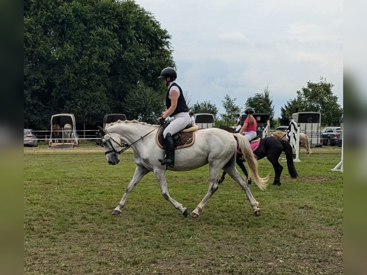 Polnisches Warmblut Stute 8 Jahre 150 cm Schimmel in Raddestorf