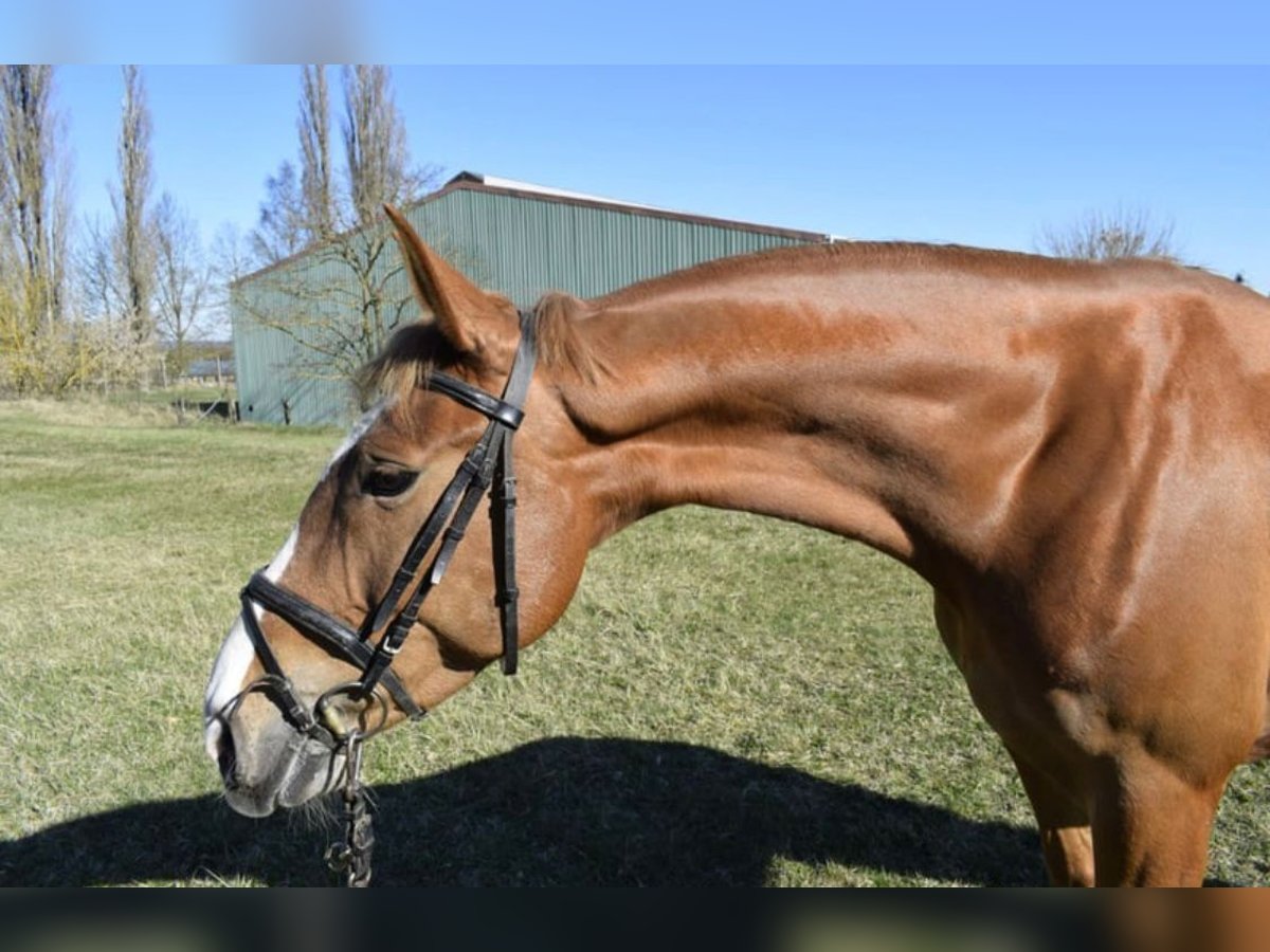 Polnisches Warmblut Stute 8 Jahre 168 cm Fuchs in Torgelow