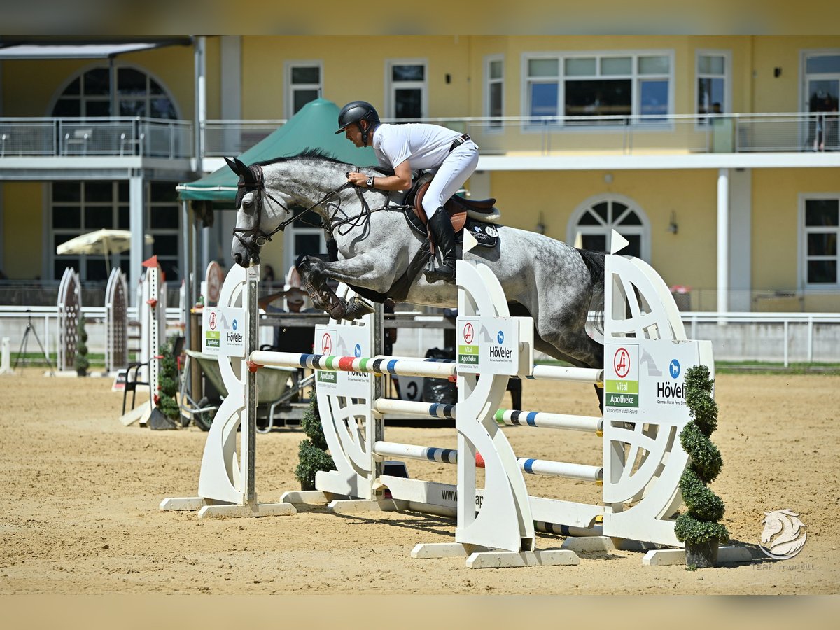 Polnisches Warmblut Stute 8 Jahre 168 cm Schimmel in Tirschenreuth