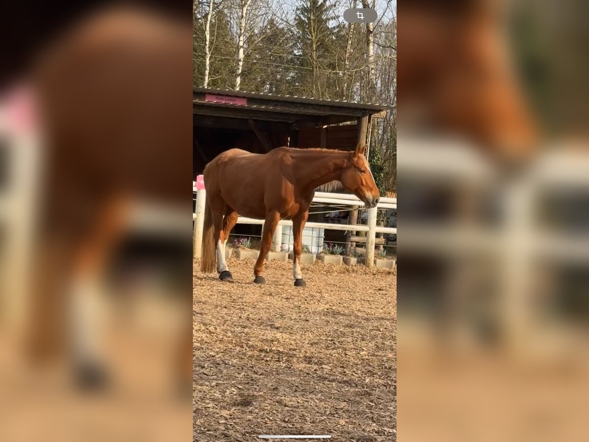 Polnisches Warmblut Stute 8 Jahre 175 cm Fuchs in München