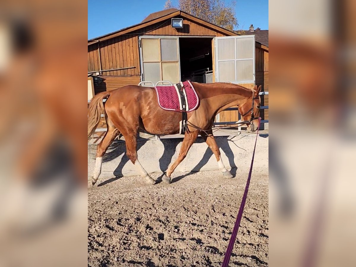Polnisches Warmblut Stute 8 Jahre 175 cm Fuchs in München
