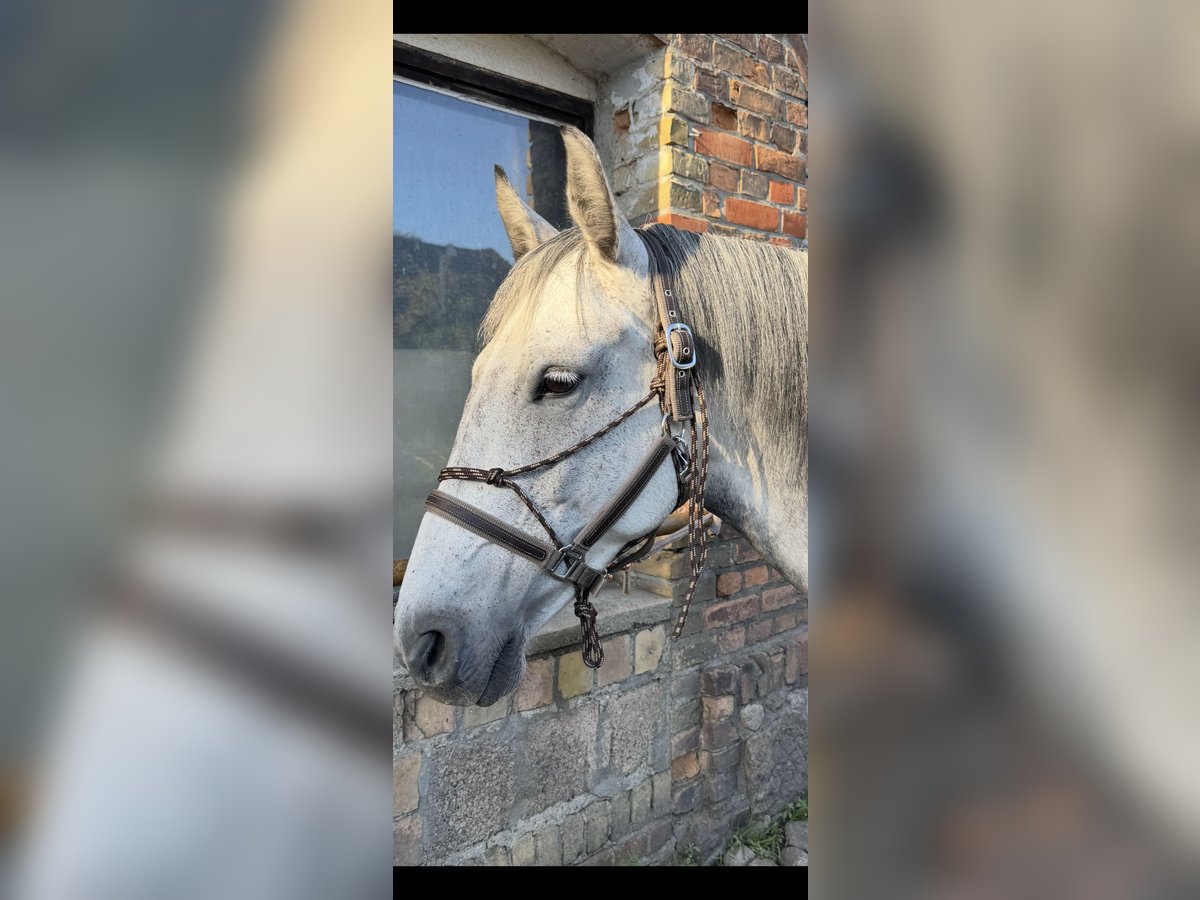 Polnisches Warmblut Stute 9 Jahre 160 cm Apfelschimmel in Wietstock