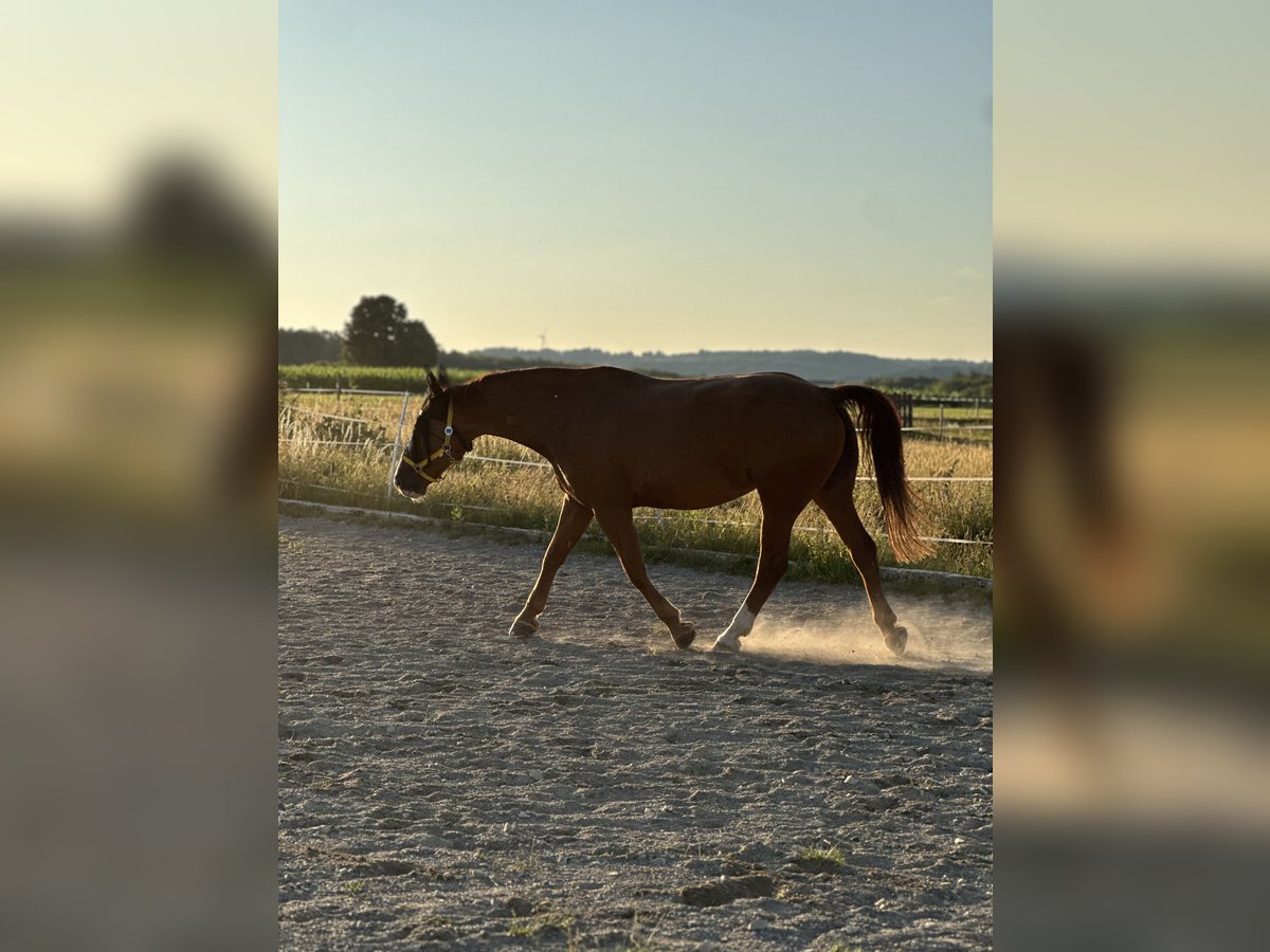 Polnisches Warmblut Stute 9 Jahre 163 cm Fuchs in M&#xFC;nsingen