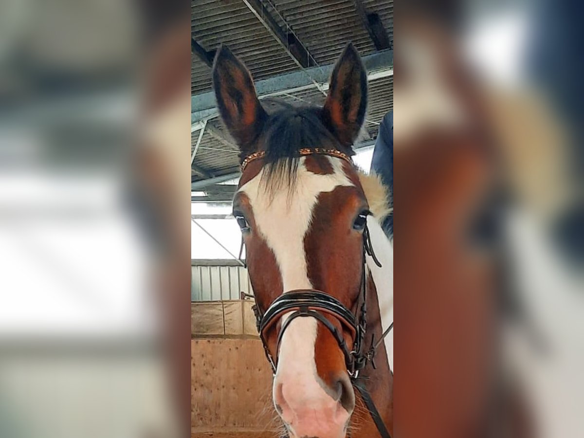 Polnisches Warmblut Stute 9 Jahre 163 cm Schecke in Hameln