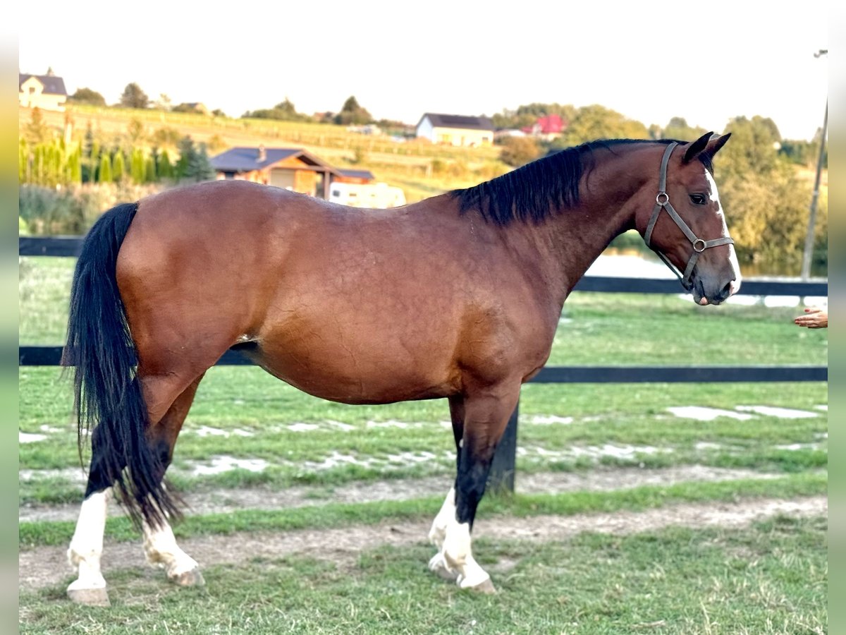 Polnisches Warmblut Stute 9 Jahre 170 cm Brauner in Jaros&#x142;awiec