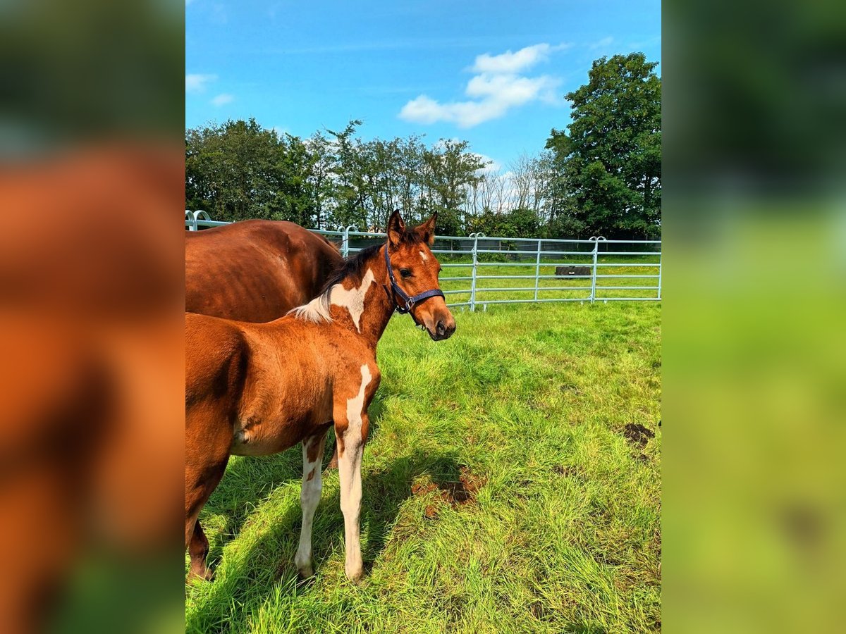 Polnisches Warmblut Mix Stute Fohlen (05/2024) 155 cm Schecke in Bredstedt