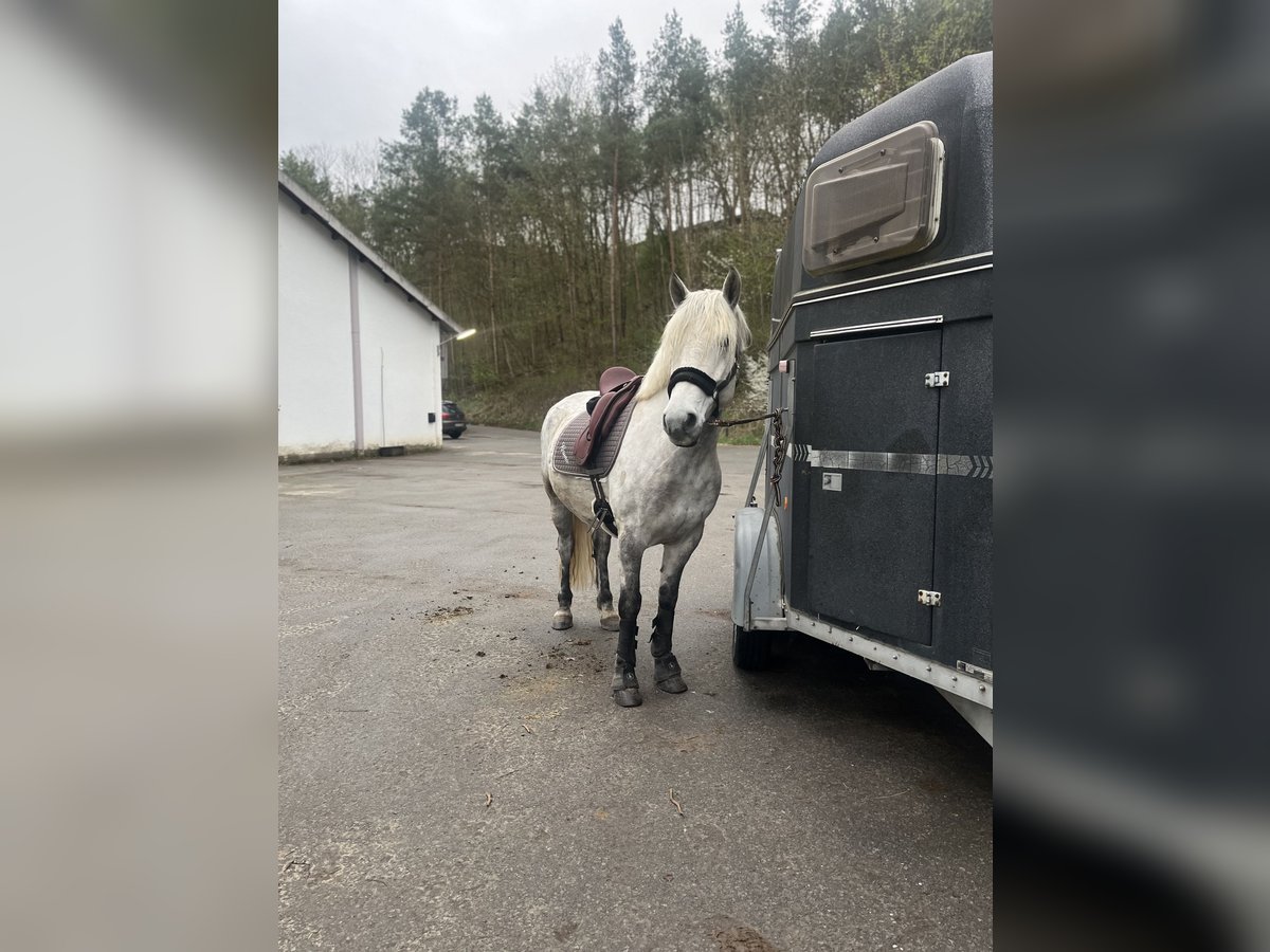 Polnisches Warmblut Wallach 10 Jahre 155 cm Apfelschimmel in Warburg