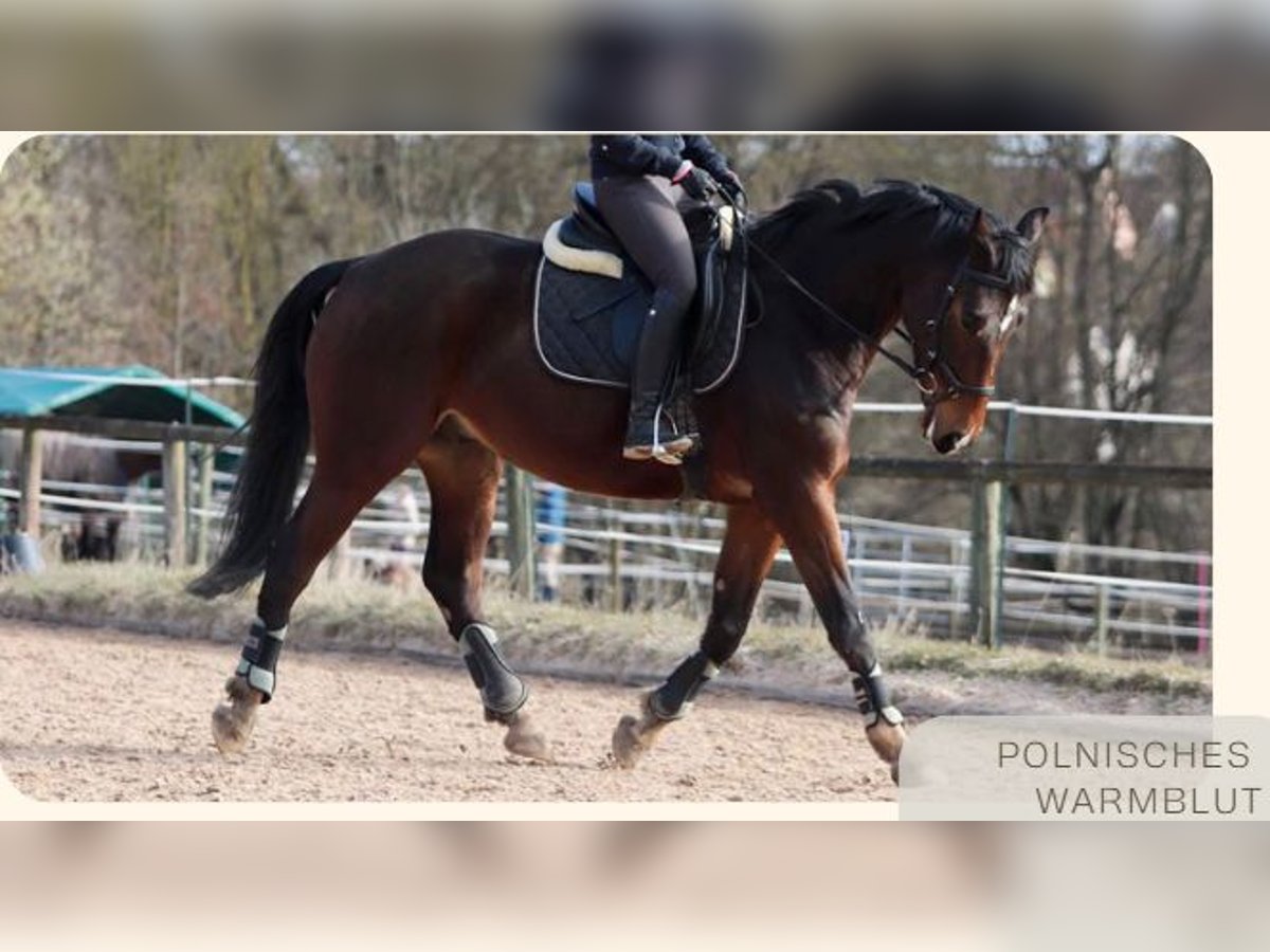 Polnisches Warmblut Wallach 10 Jahre 165 cm Brauner in Schwabach