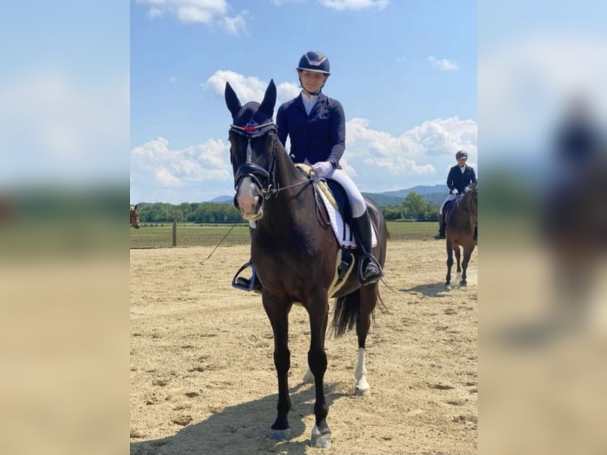 Polnisches Warmblut Wallach 10 Jahre 165 cm Rappe in B&#xF6;heimkirchen