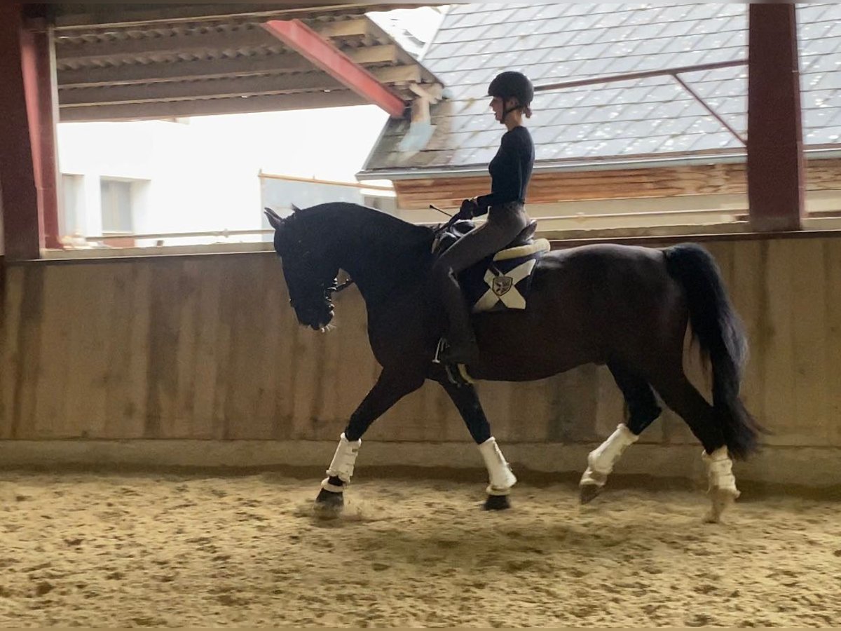 Polnisches Warmblut Wallach 10 Jahre 165 cm Rappe in B&#xF6;heimkirchen