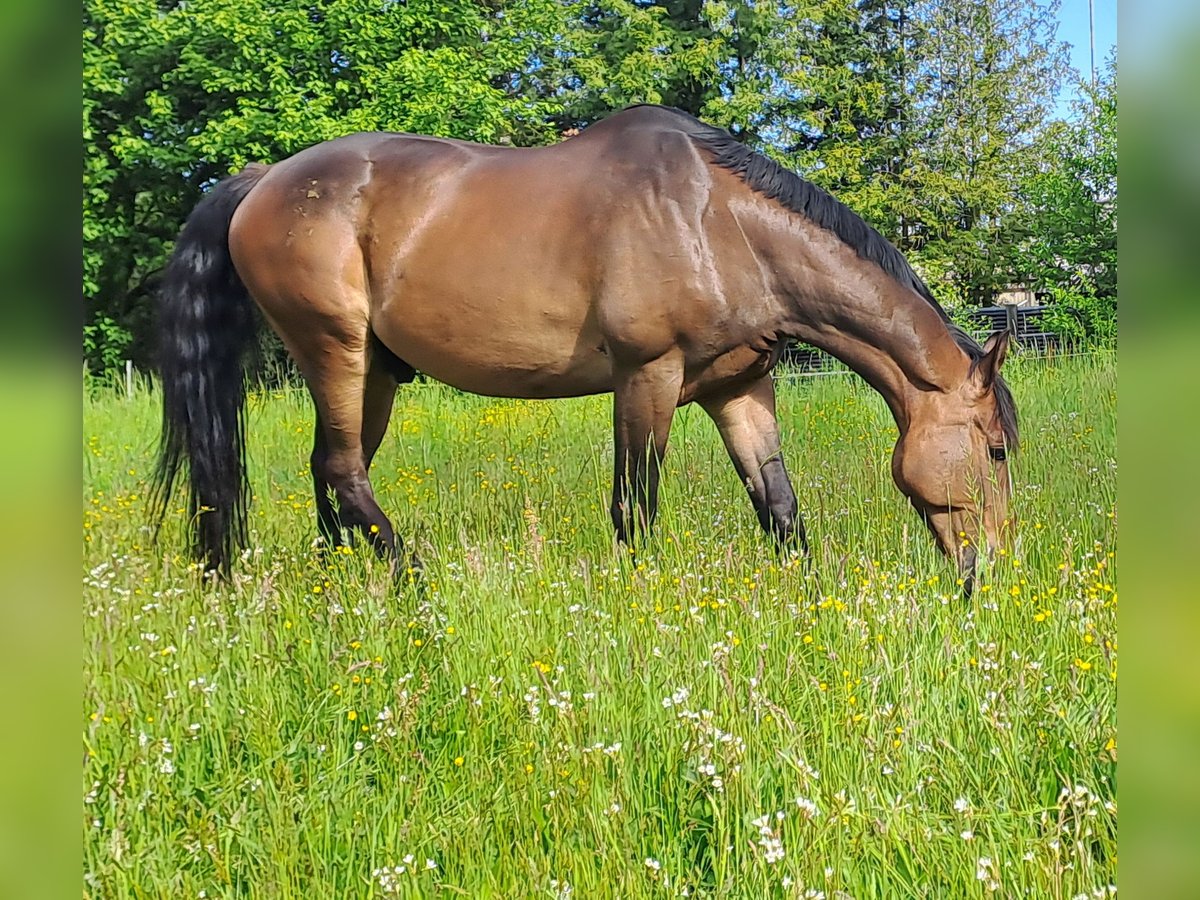 Polnisches Warmblut Wallach 10 Jahre 168 cm Brauner in Spremberg