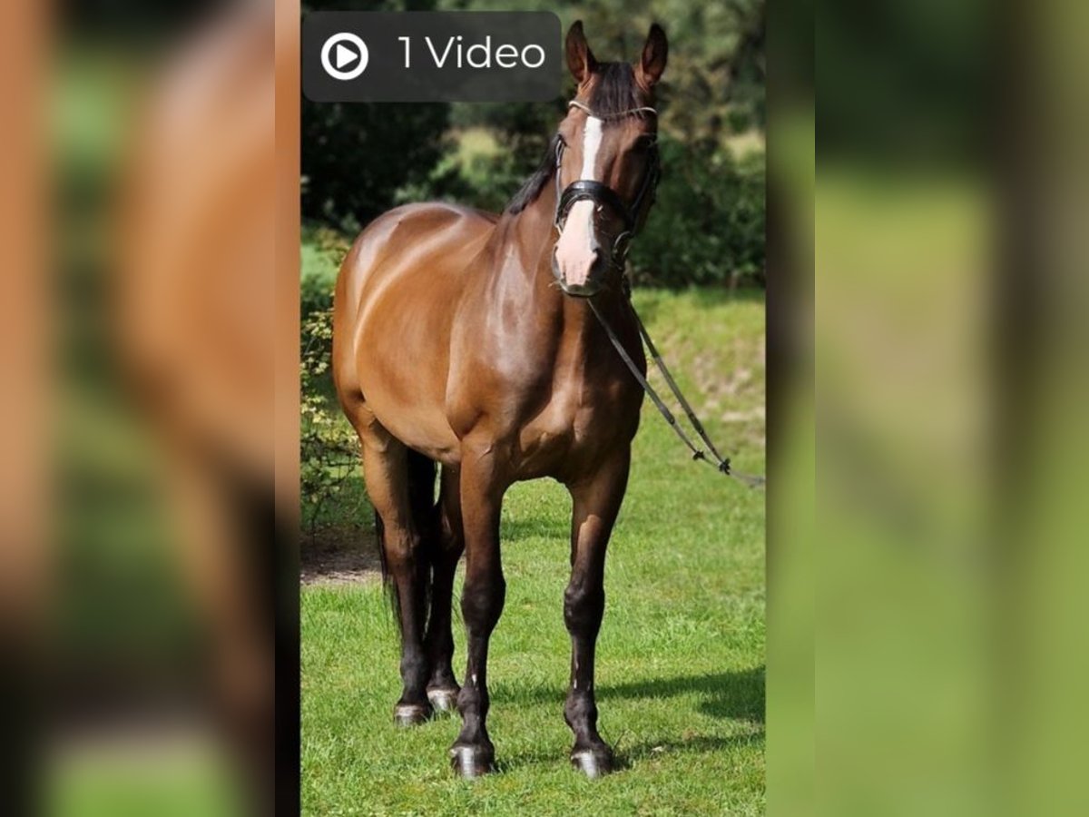 Polnisches Warmblut Wallach 10 Jahre 168 cm Brauner in Spremberg
