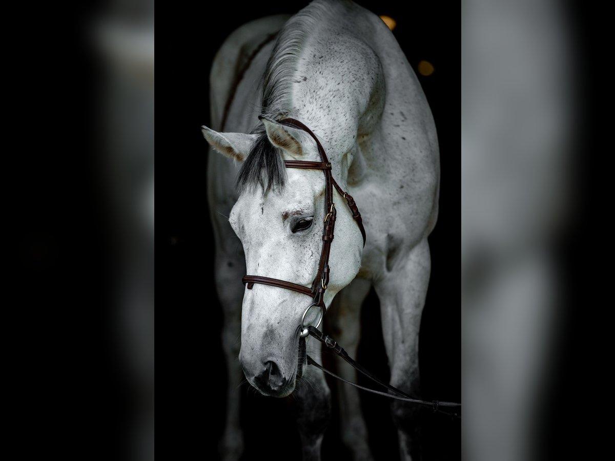 Polnisches Warmblut Wallach 10 Jahre 168 cm Schimmel in jakubowice