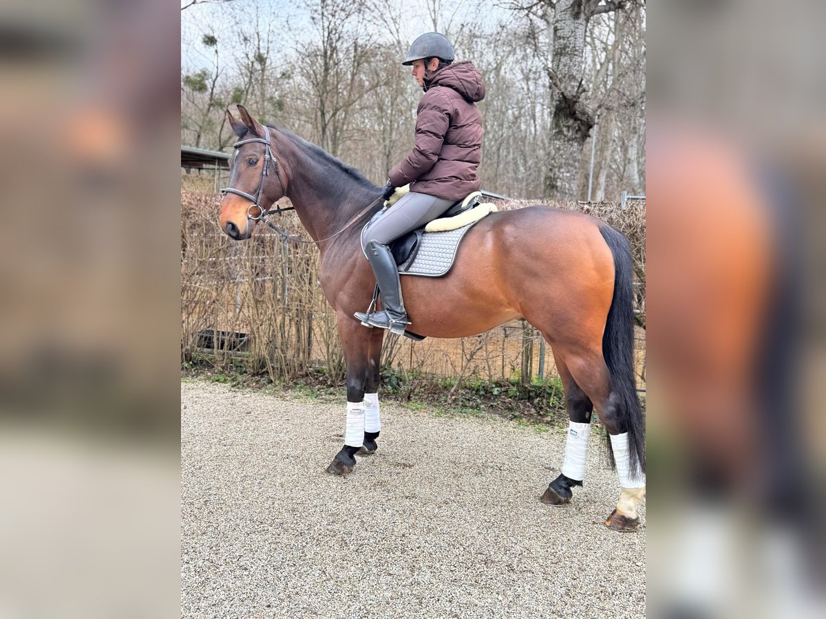 Polnisches Warmblut Wallach 10 Jahre 169 cm Brauner in Wien