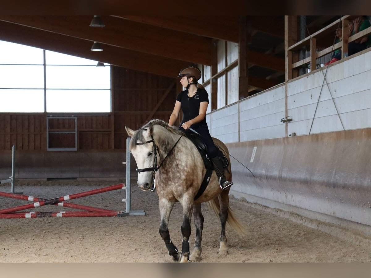 Polnisches Warmblut Wallach 11 Jahre 151 cm Schimmel in Sigmaringen