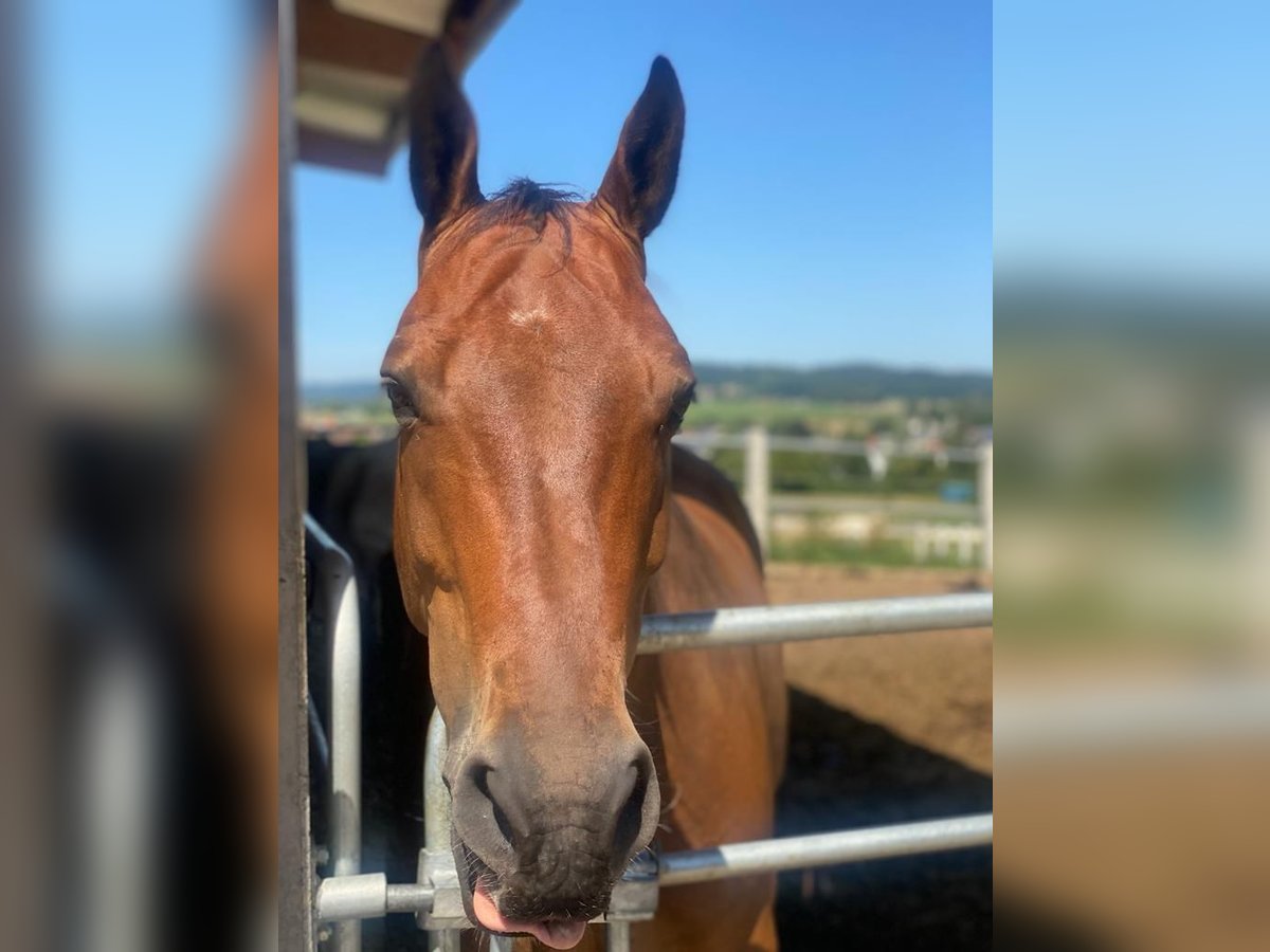 Polnisches Warmblut Wallach 11 Jahre 160 cm Brauner in Pfullingen