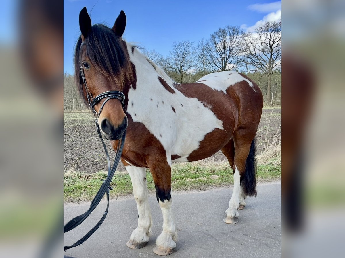 Polnisches Warmblut Wallach 11 Jahre 161 cm Schecke in Padenstedt