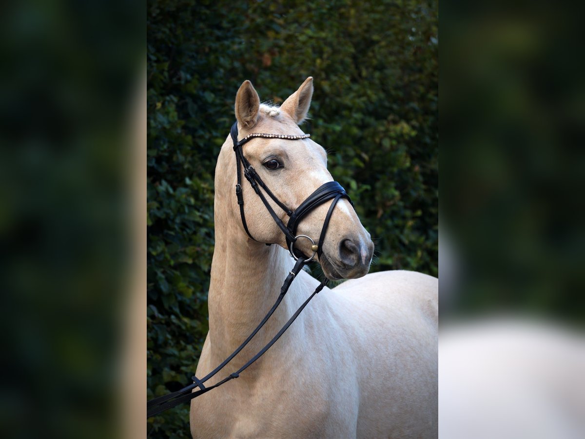 Polnisches Warmblut Wallach 11 Jahre 165 cm Palomino in Gehrden