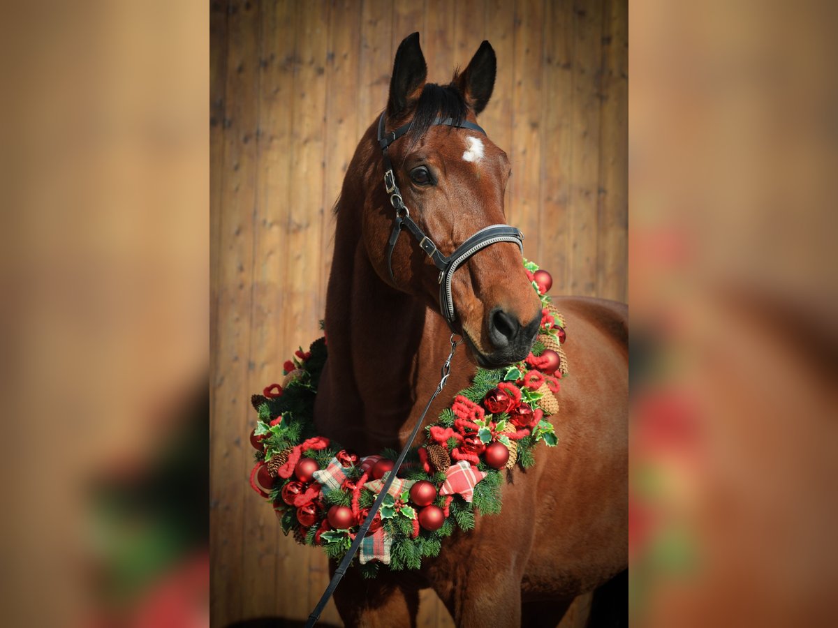 Polnisches Warmblut Wallach 11 Jahre 166 cm Brauner in Haßloch