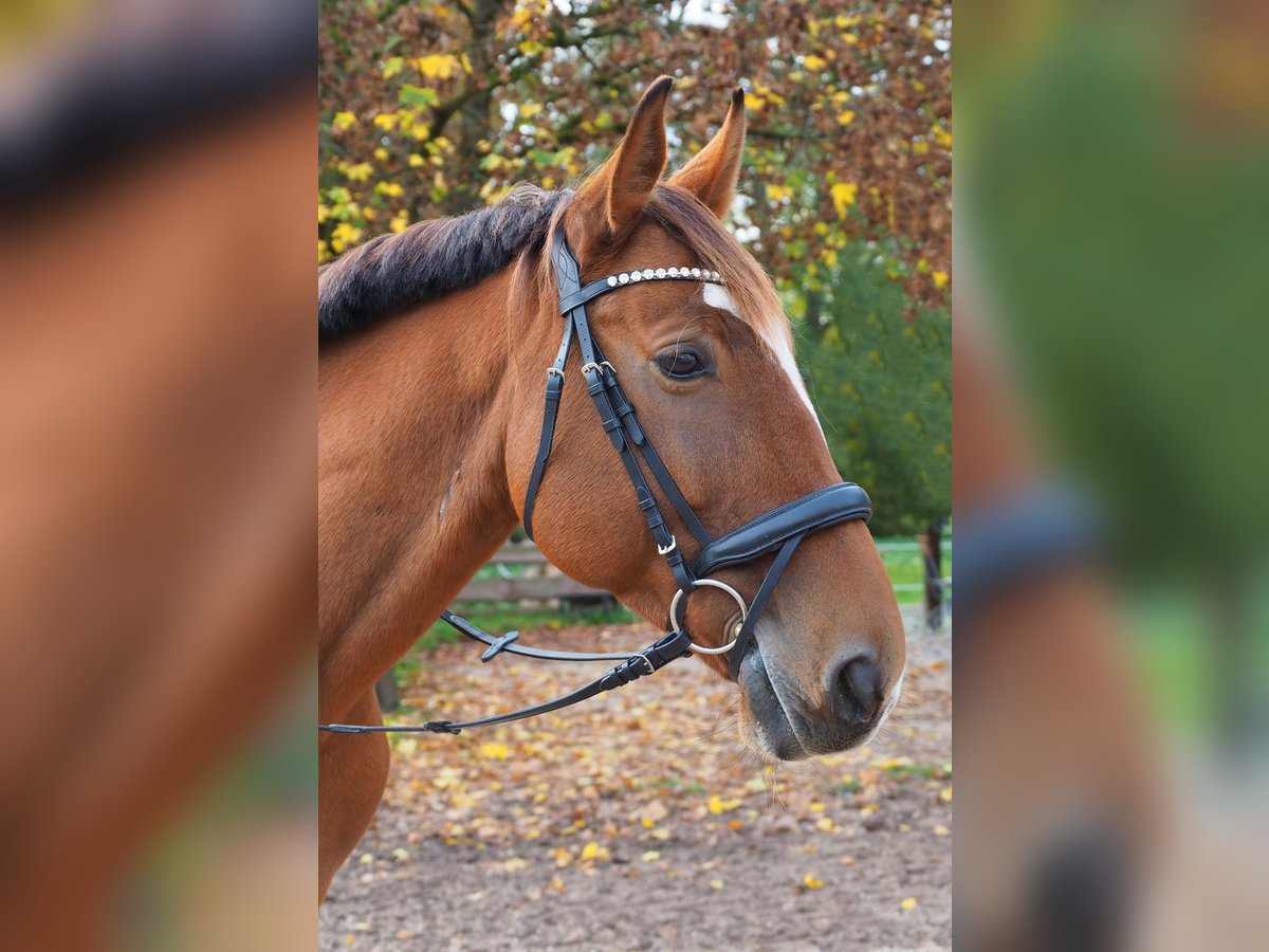 Polnisches Warmblut Wallach 11 Jahre 168 cm Brauner in Schwabach