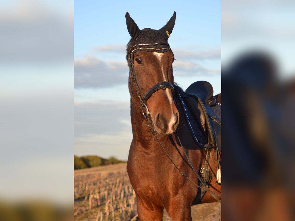 Polnisches Warmblut Wallach 11 Jahre 180 cm Dunkelbrauner in Sprockhövel