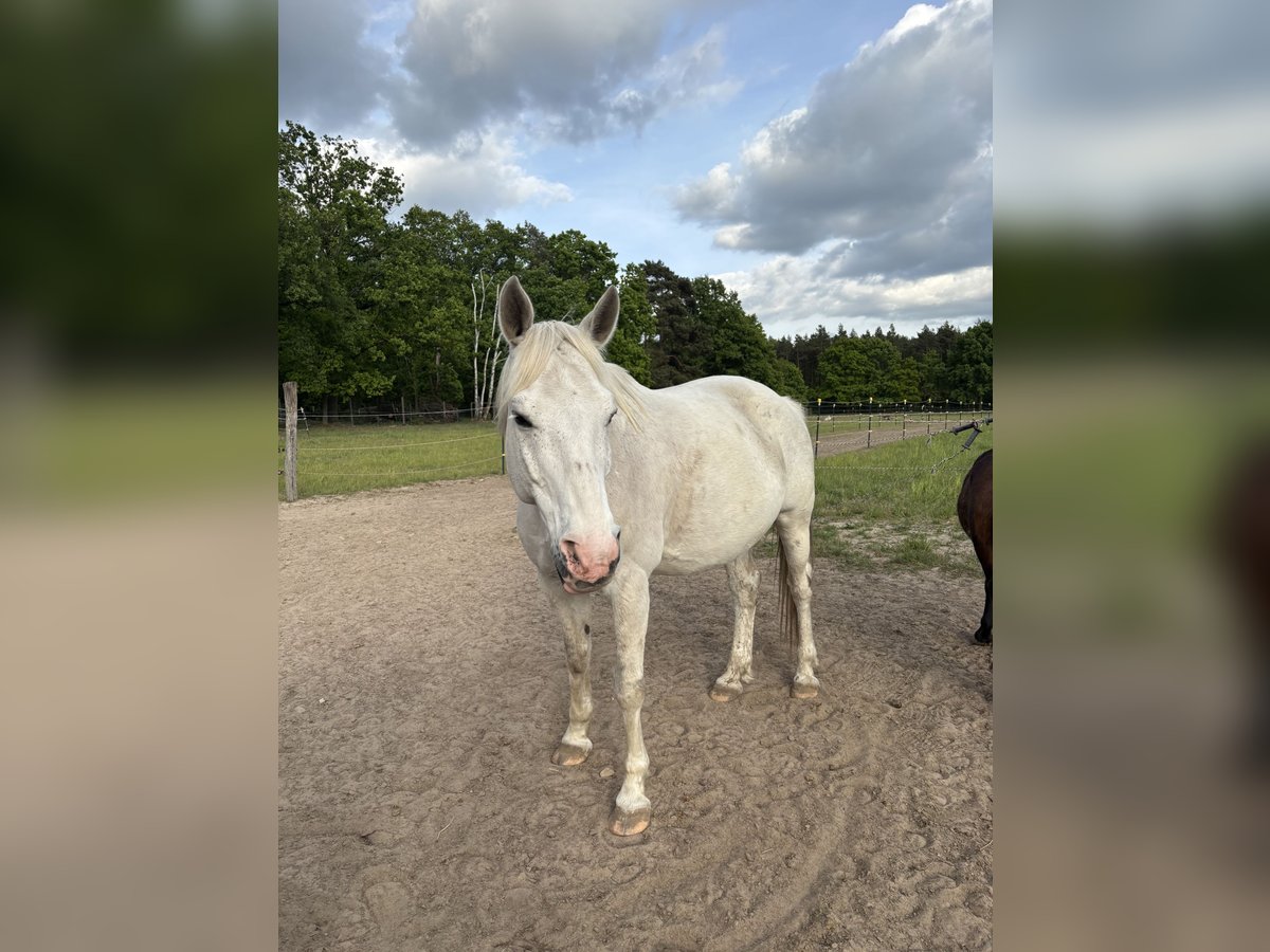 Polnisches Warmblut Wallach 12 Jahre 163 cm in Teltow