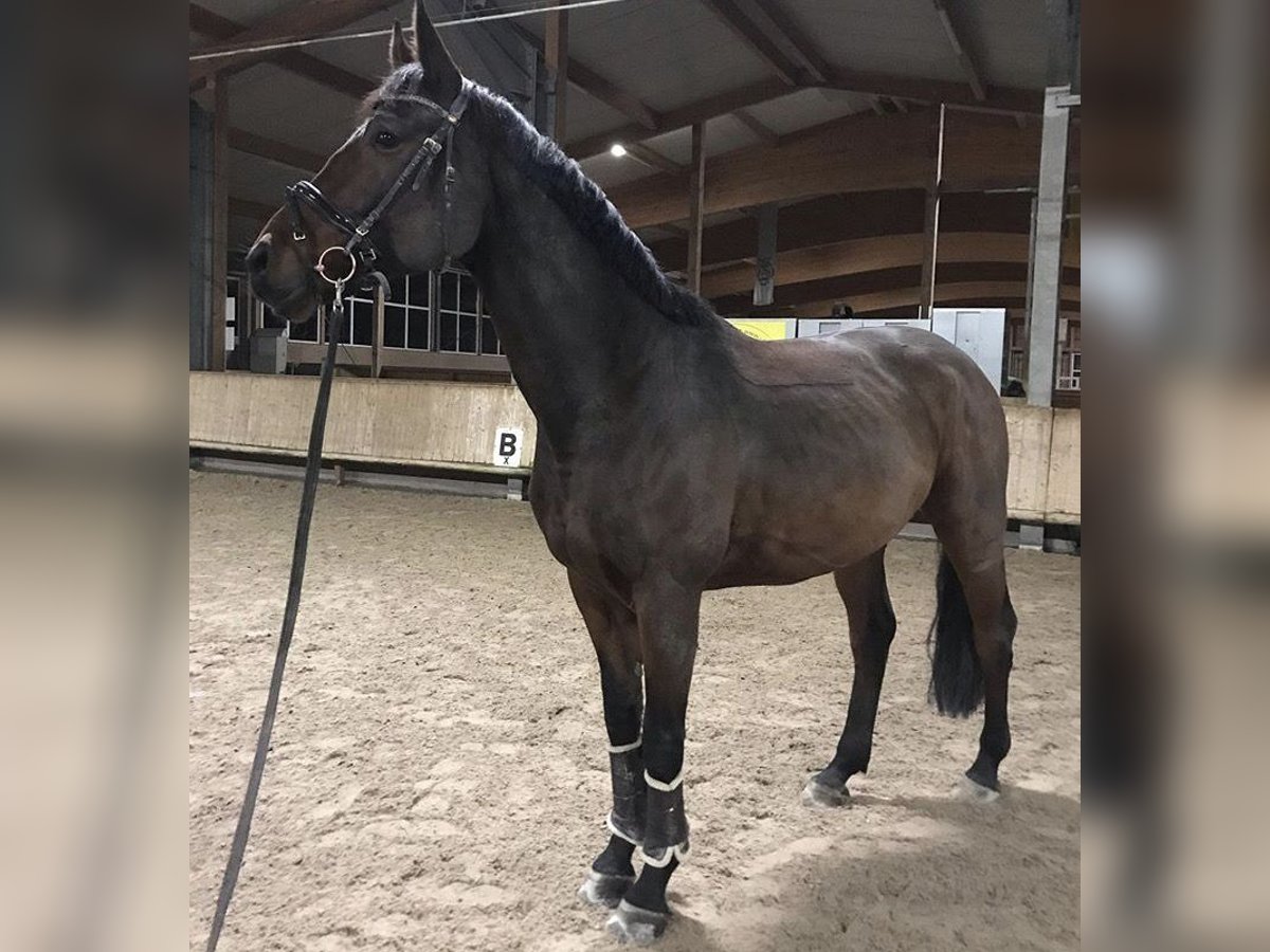 Polnisches Warmblut Wallach 12 Jahre 168 cm Brauner in Birkenhördt