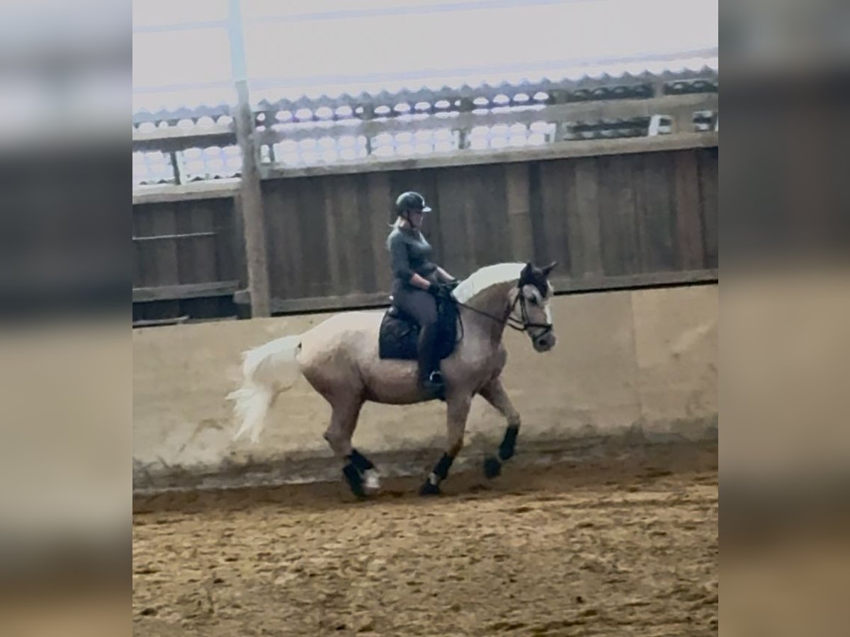 Polnisches Warmblut Wallach 12 Jahre 172 cm Palomino in KarlsbadLangensteinbach