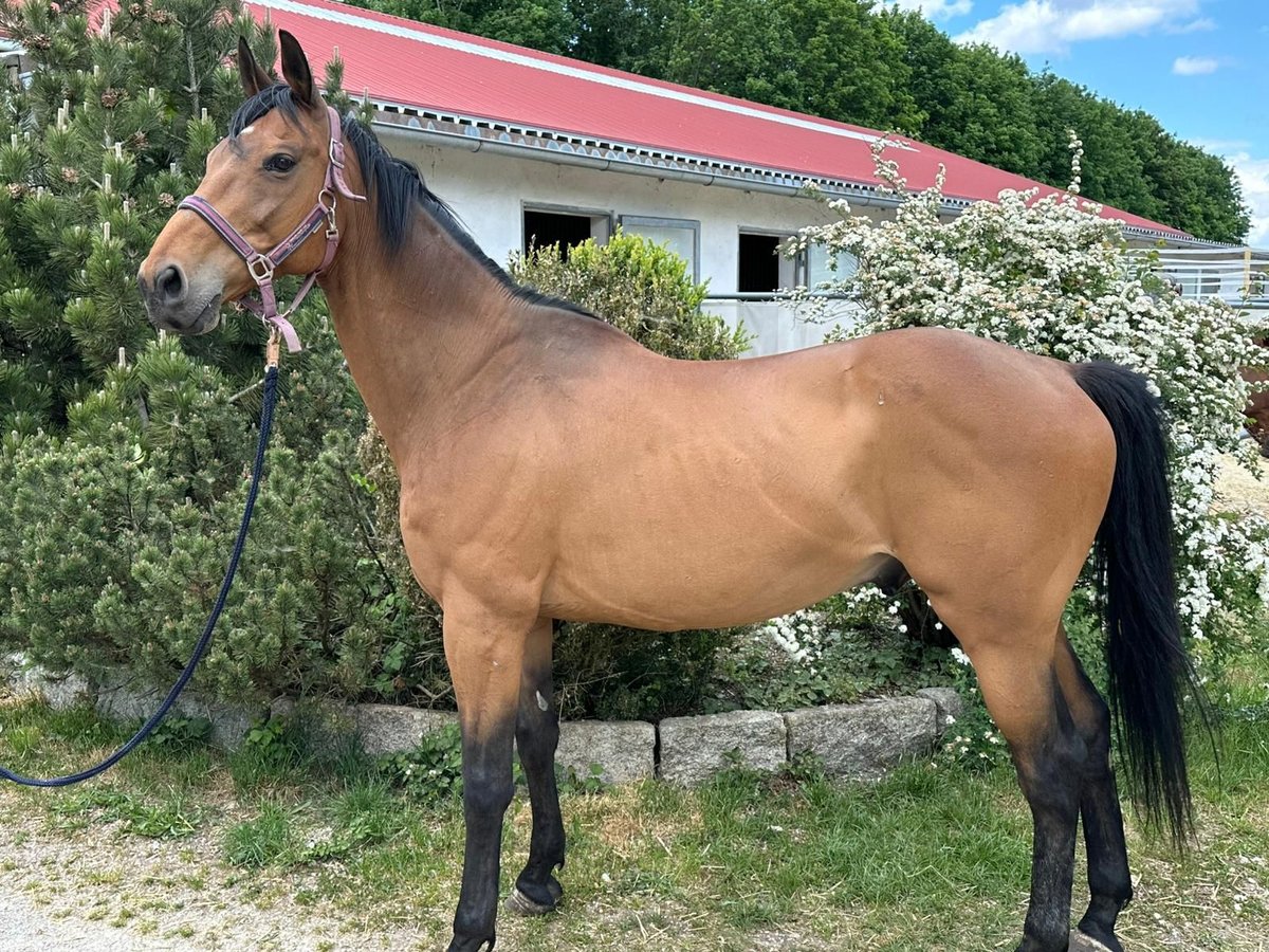Polnisches Warmblut Wallach 13 Jahre 165 cm Brauner in Olching