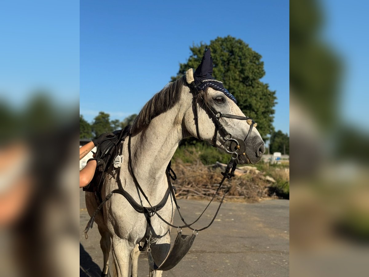 Polnisches Warmblut Wallach 13 Jahre 165 cm Schimmel in Hohenbocka