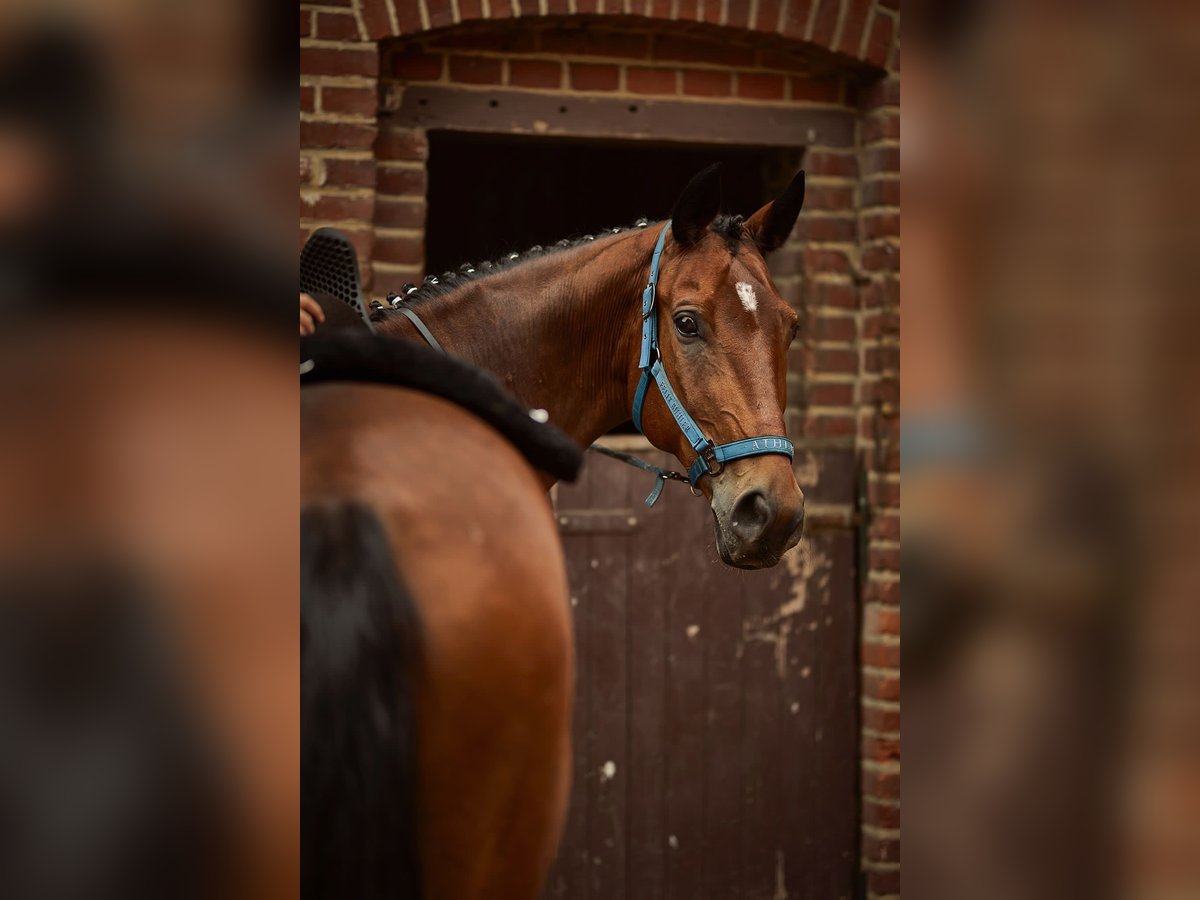 Polnisches Warmblut Wallach 13 Jahre 171 cm Brauner in Hoppegarten
