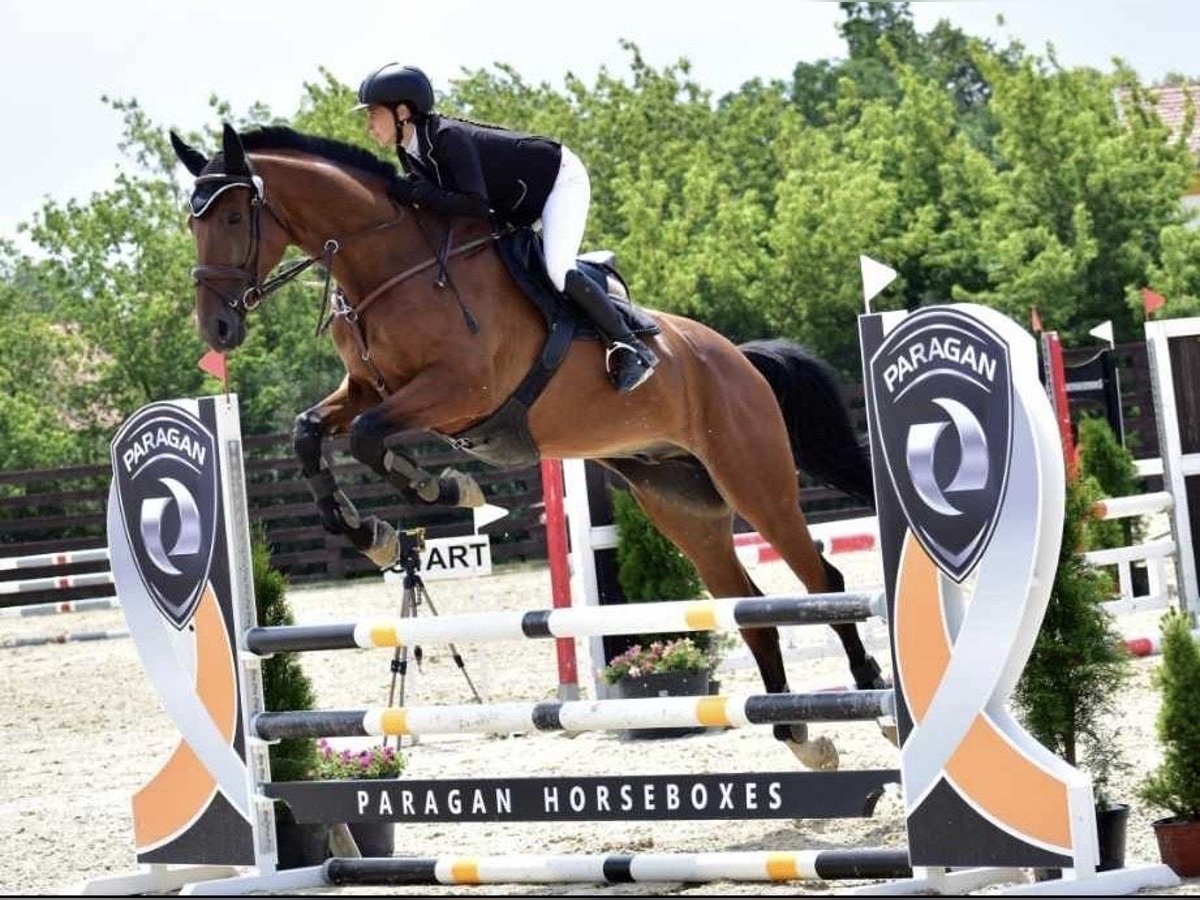 Polnisches Warmblut Wallach 13 Jahre 173 cm Brauner in České Budějovice