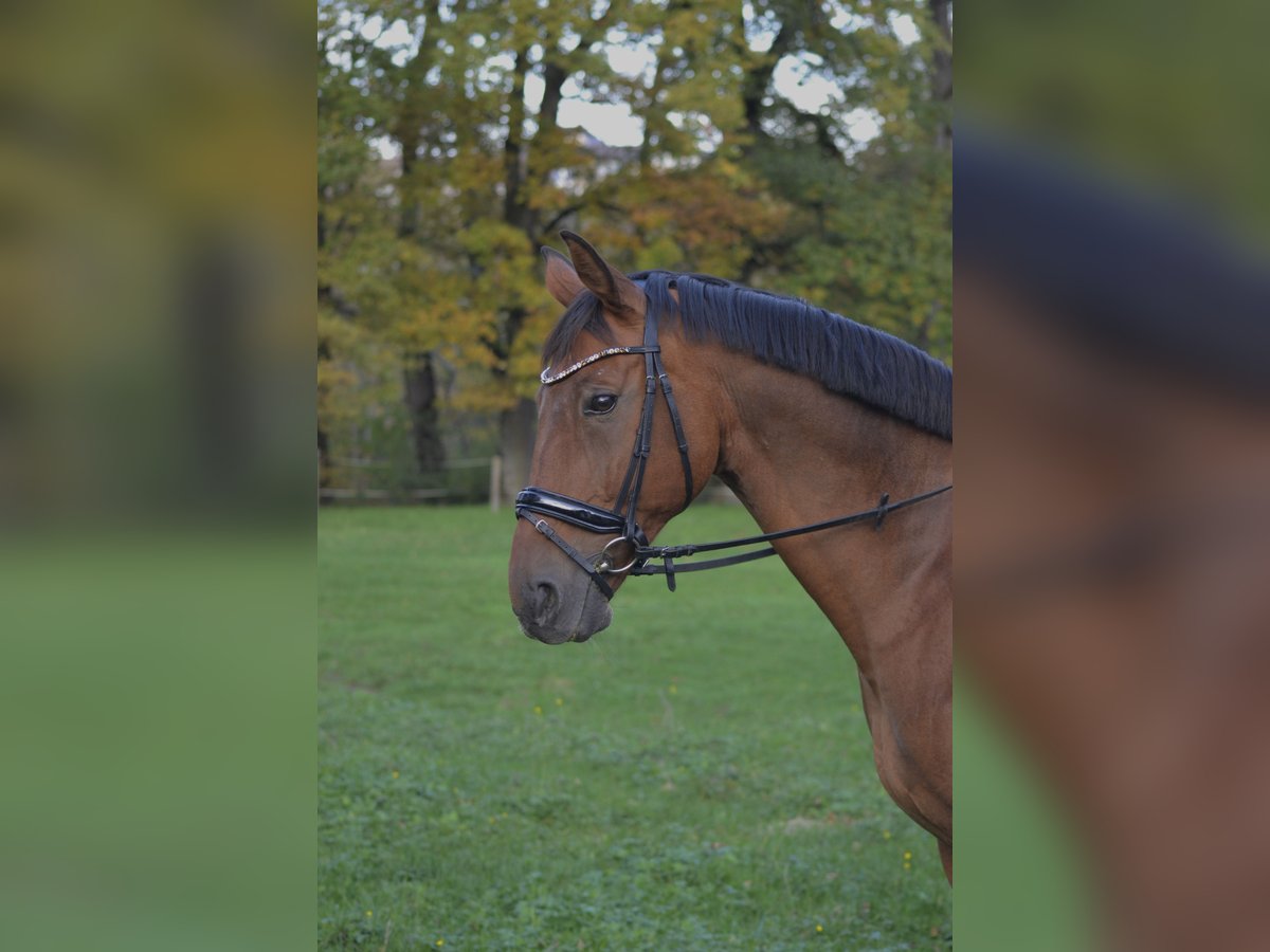 Polnisches Warmblut Wallach 13 Jahre 173 cm Fuchs in Traunreut