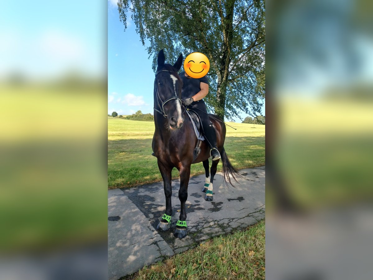 Polnisches Warmblut Wallach 14 Jahre 164 cm Rappe in Mettmann