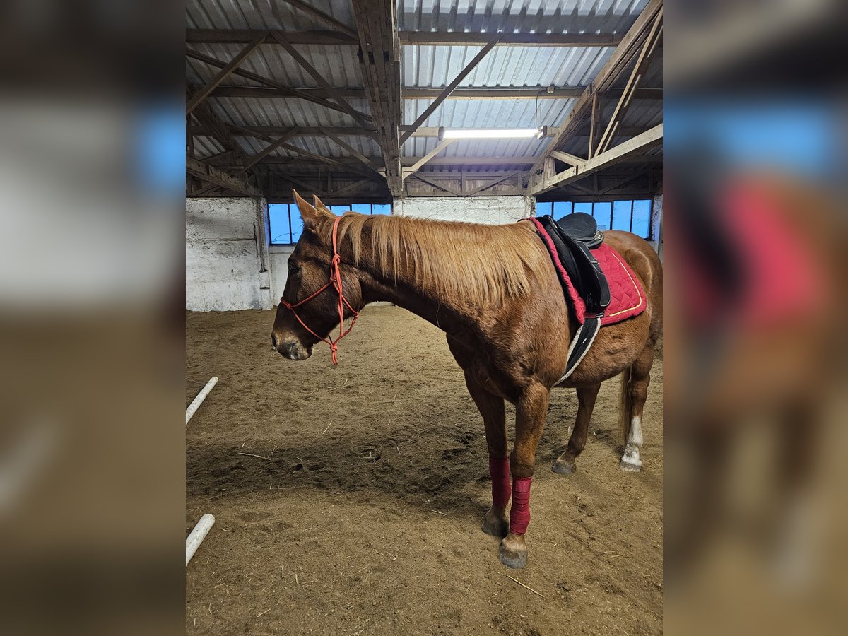 Polnisches Warmblut Wallach 15 Jahre 162 cm Fuchs in Br&#xFC;ssow