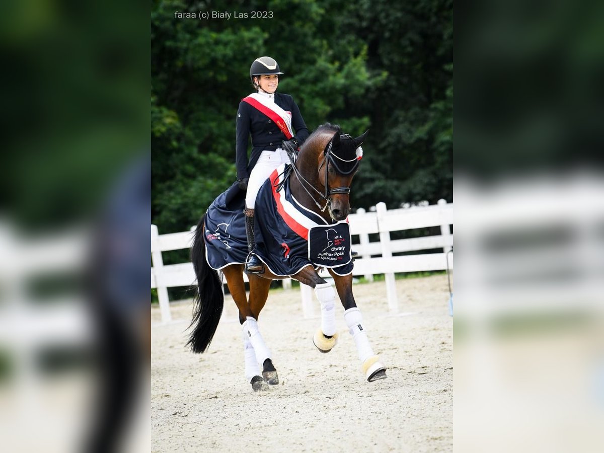 Polnisches Warmblut Wallach 15 Jahre 175 cm Dunkelbrauner in Nowe Gorzycko
