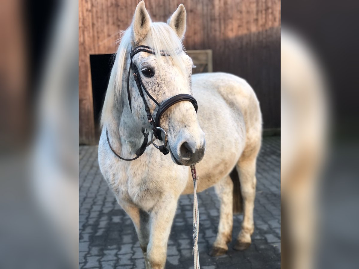 Polnisches Warmblut Wallach 17 Jahre 160 cm Schimmel in Borken