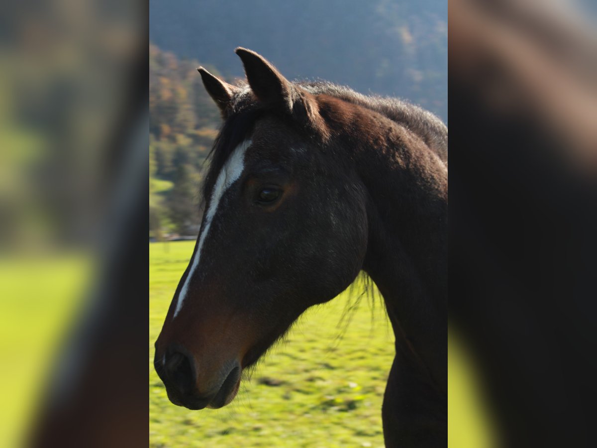 Polnisches Warmblut Wallach 17 Jahre 165 cm Brauner in Nußdorf am Inn Polnisches Warmblut Wallach 17 Jahre 165 cm Brauner in Nußdorf am Inn