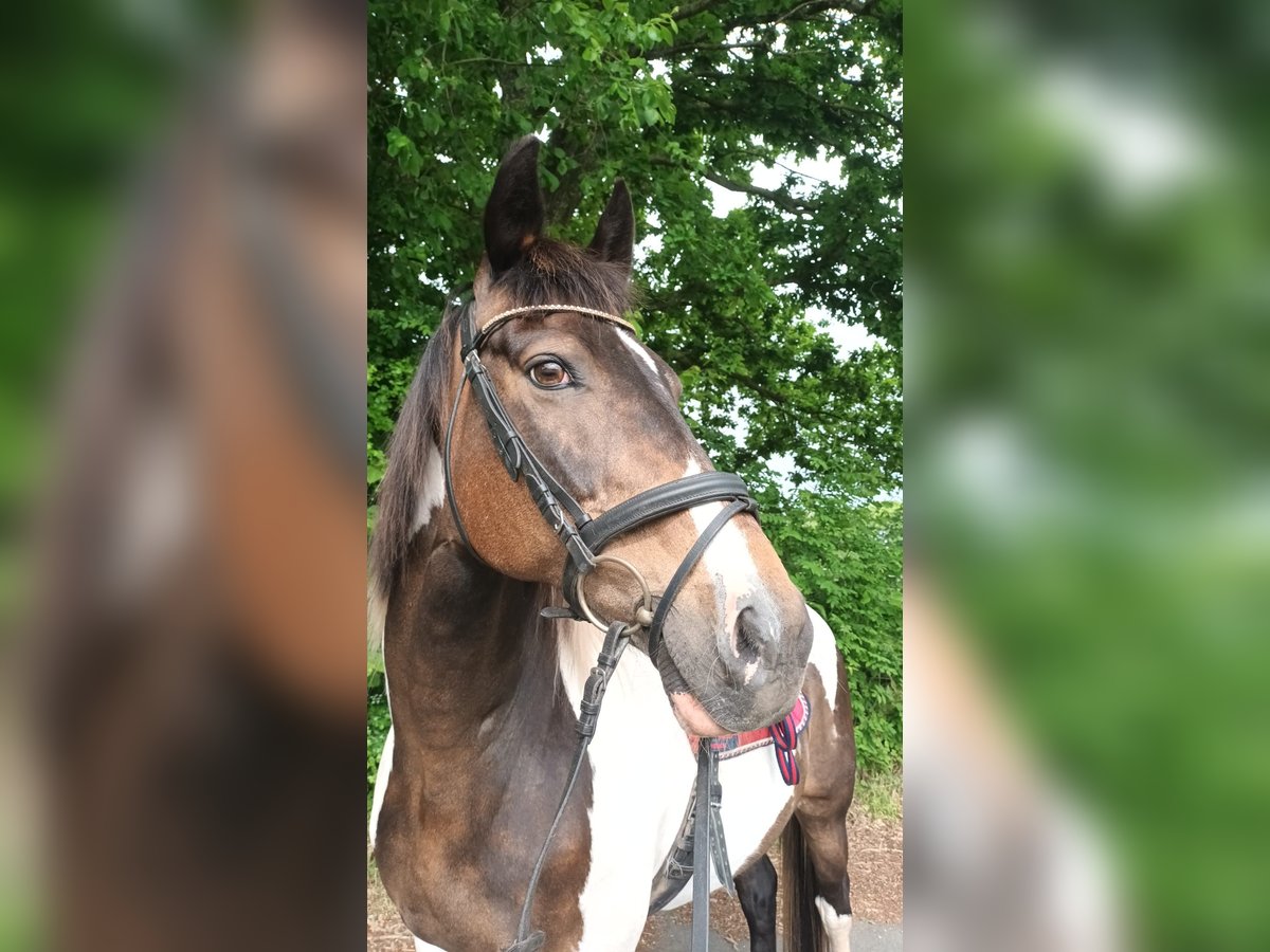 Polnisches Warmblut Wallach 17 Jahre 165 cm Schecke in Kiel