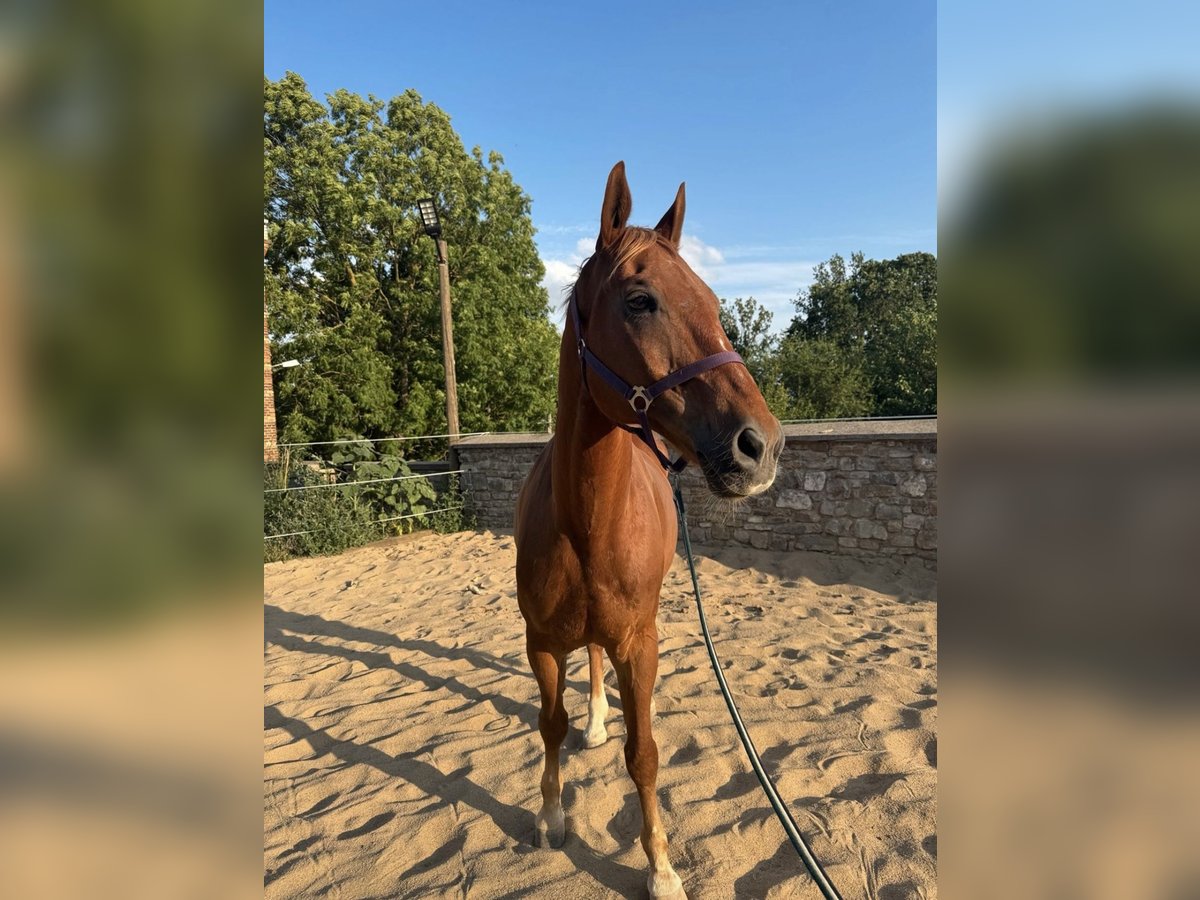 Polnisches Warmblut Wallach 20 Jahre 167 cm Fuchs in R&#xF6;blingen am See