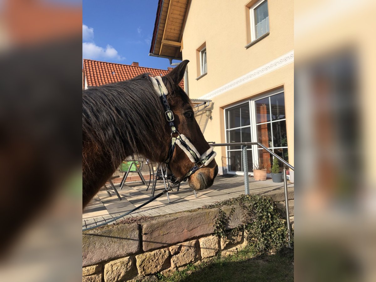 Polnisches Warmblut Wallach 28 Jahre 167 cm Brauner in Pfaffschwende