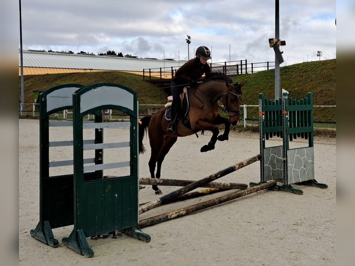 Polnisches Warmblut Wallach 3 Jahre 162 cm Brauner in Forst