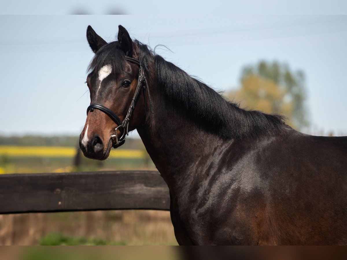 Polnisches Warmblut Wallach 3 Jahre 163 cm Rotbrauner in Frombork