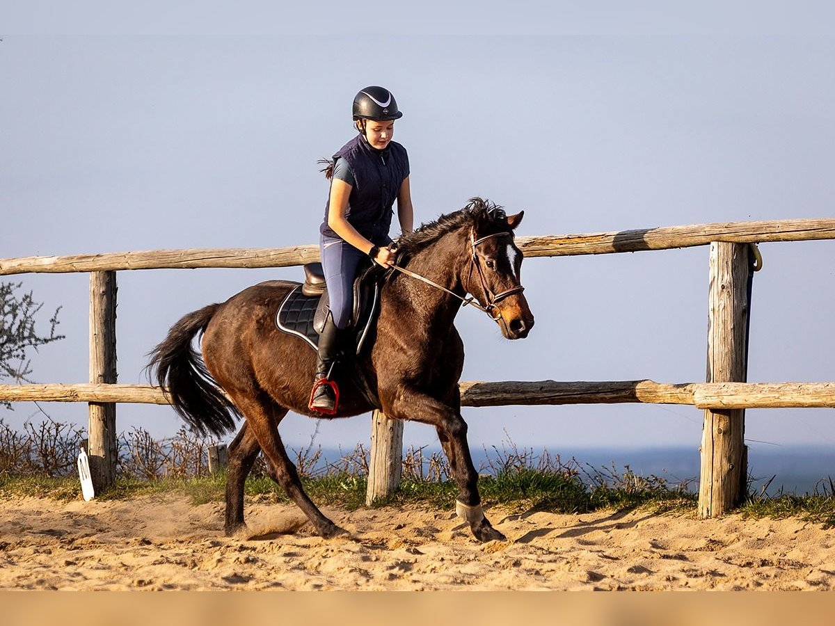 Polnisches Warmblut Wallach 4 Jahre 143 cm Brauner in Lutomia G&#xF3;rna