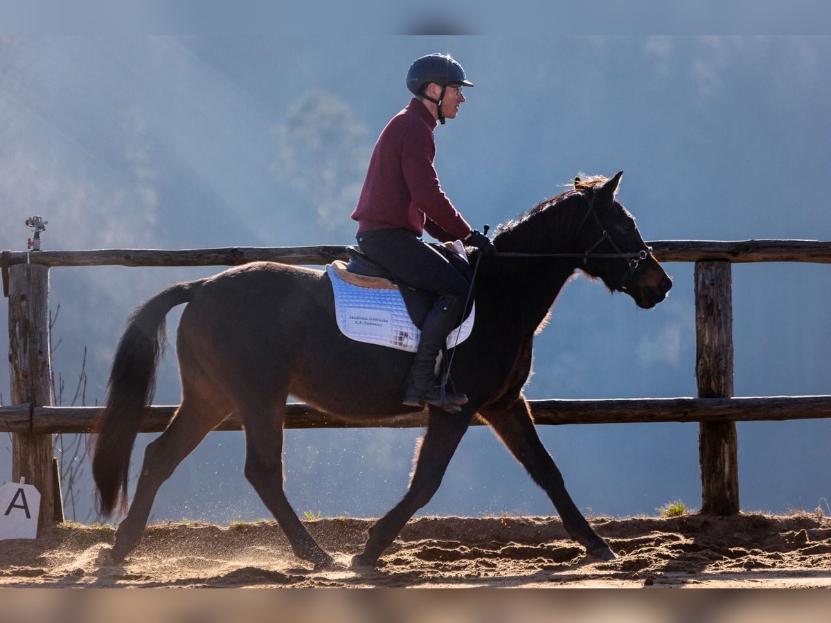 Polnisches Warmblut Wallach 4 Jahre 144 cm Brauner in Lutomia Górna