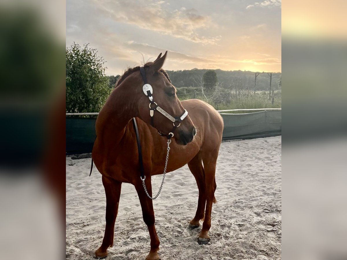 Polnisches Warmblut Wallach 4 Jahre 152 cm Fuchs in Apelern
